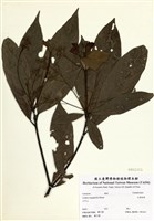 藏品(大香葉樹)的圖片